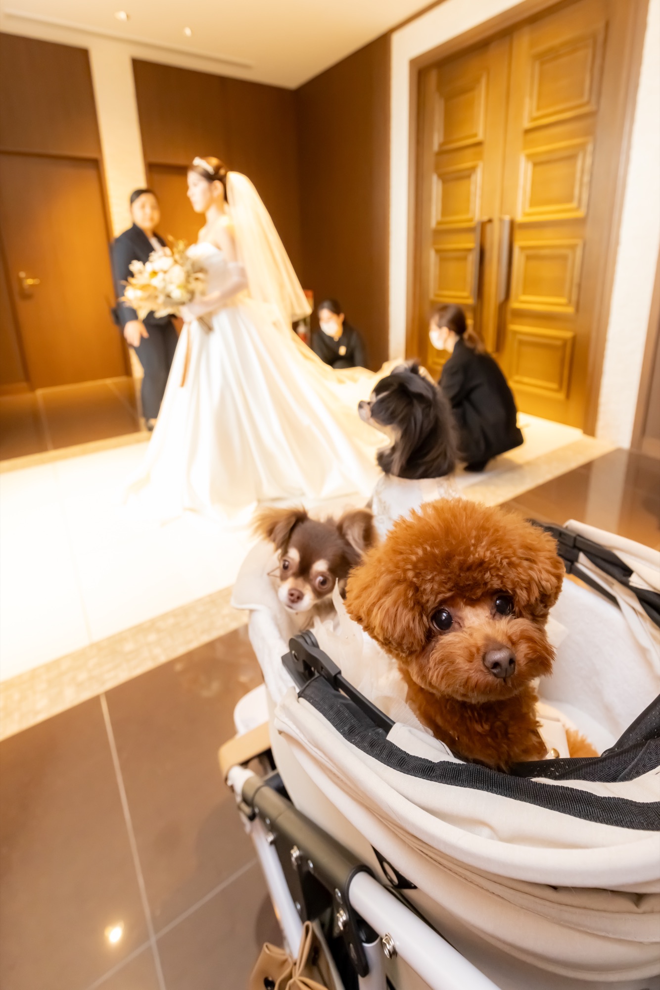 ウェディングドレスの花嫁と新郎、ベビーカーに乗った愛犬｜ワンコと一緒にブライダル撮影