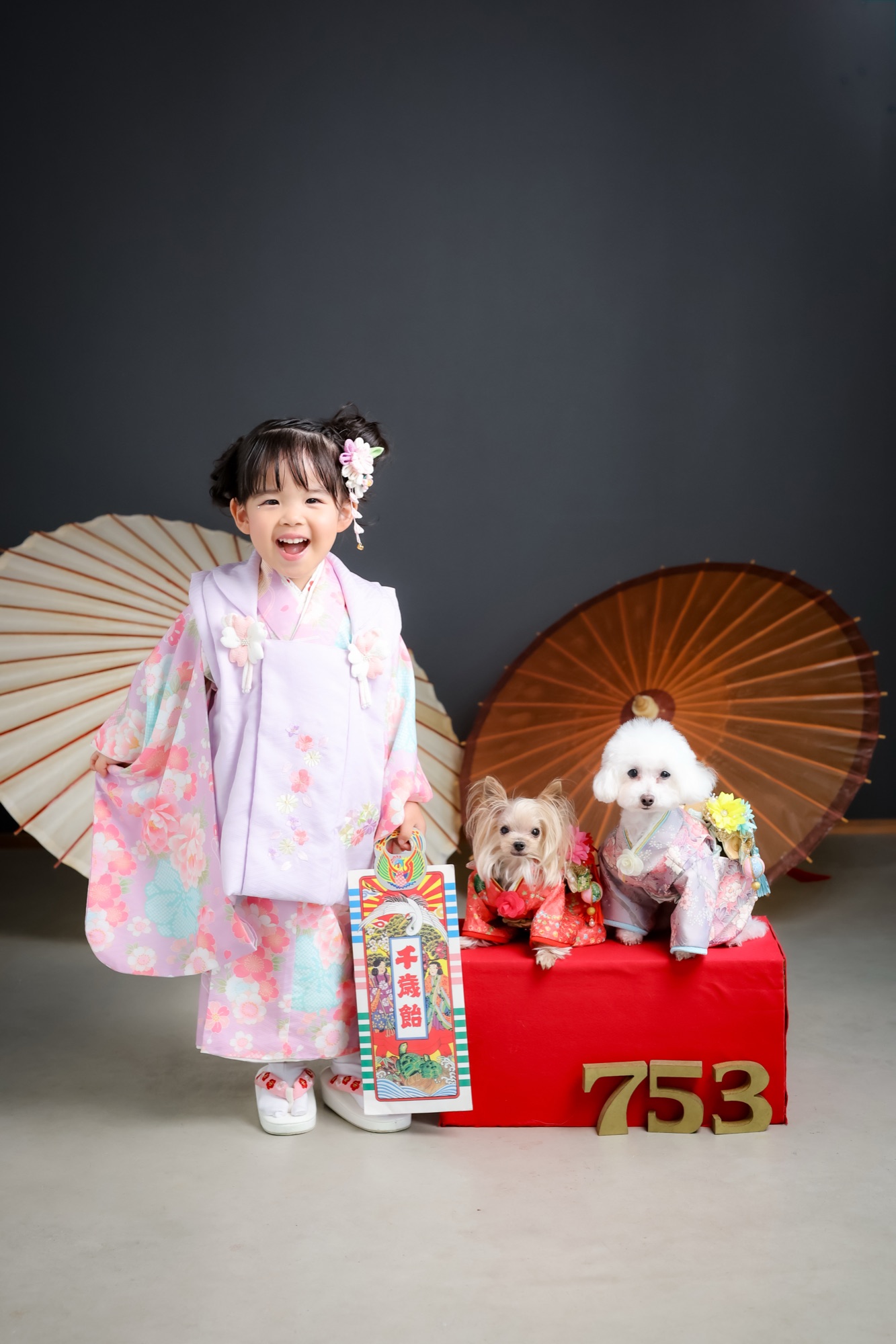 七五三の着物姿の女の子と、着物を着た2匹の愛犬の記念写真