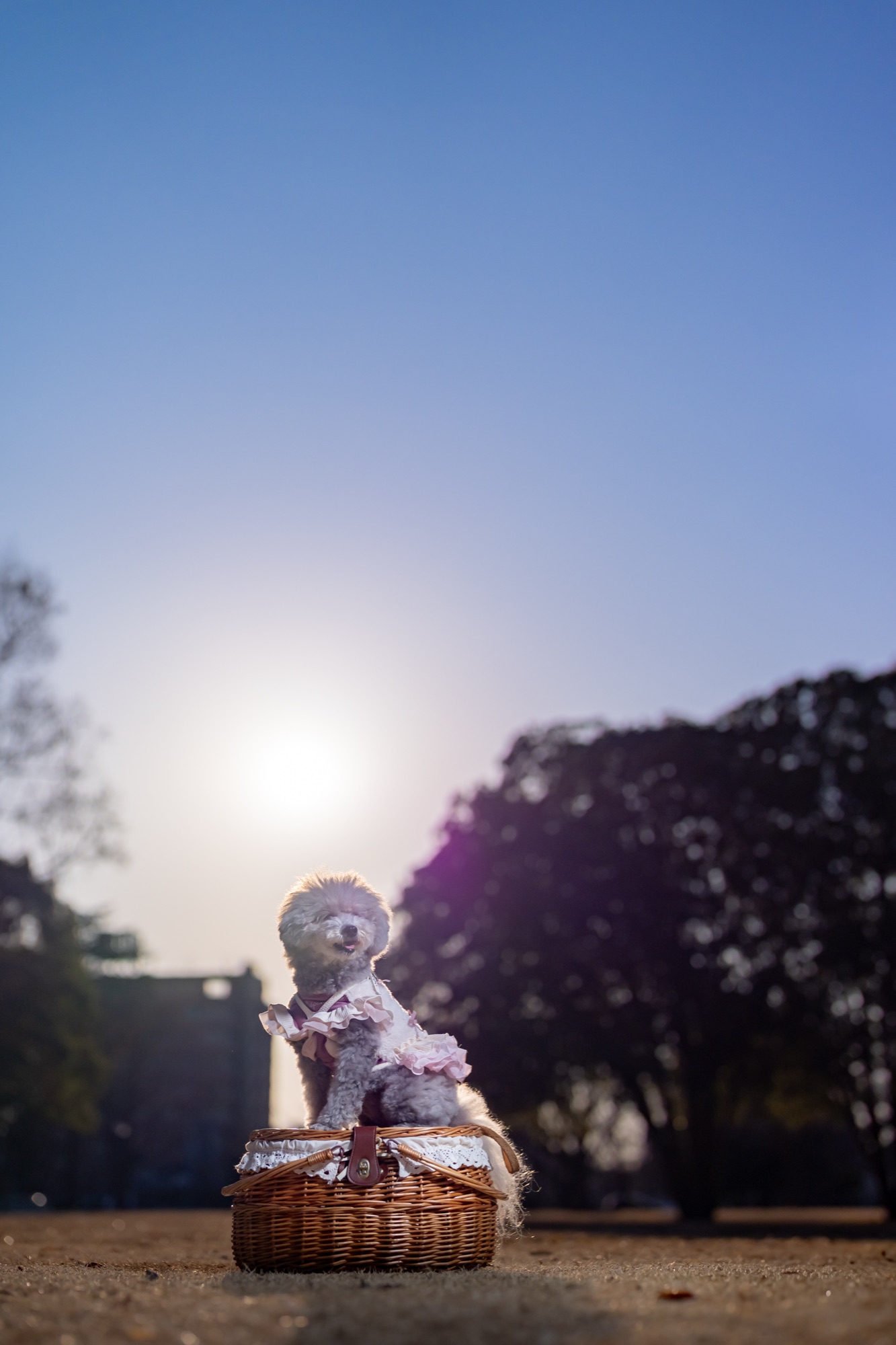 夕暮れの公園でかごの上に座るトイプードル｜SONY α9III での撮影